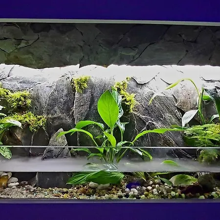 Oah 1870 Oldest House Nyaraló Ålesund